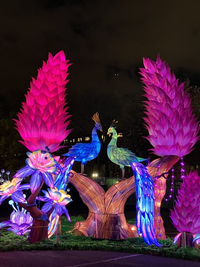Peacocks