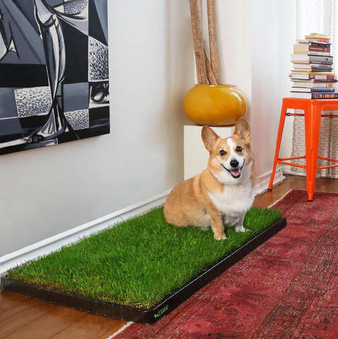 DoggieLawn indoor pee pad alternative