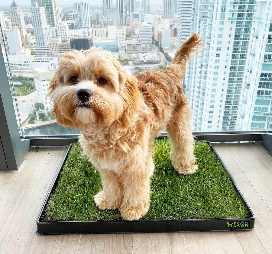DoggieLawn indoor pee pad alternative